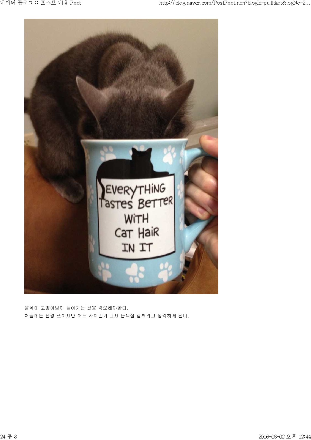 고양이와 함께 산다는것 | 인스티즈