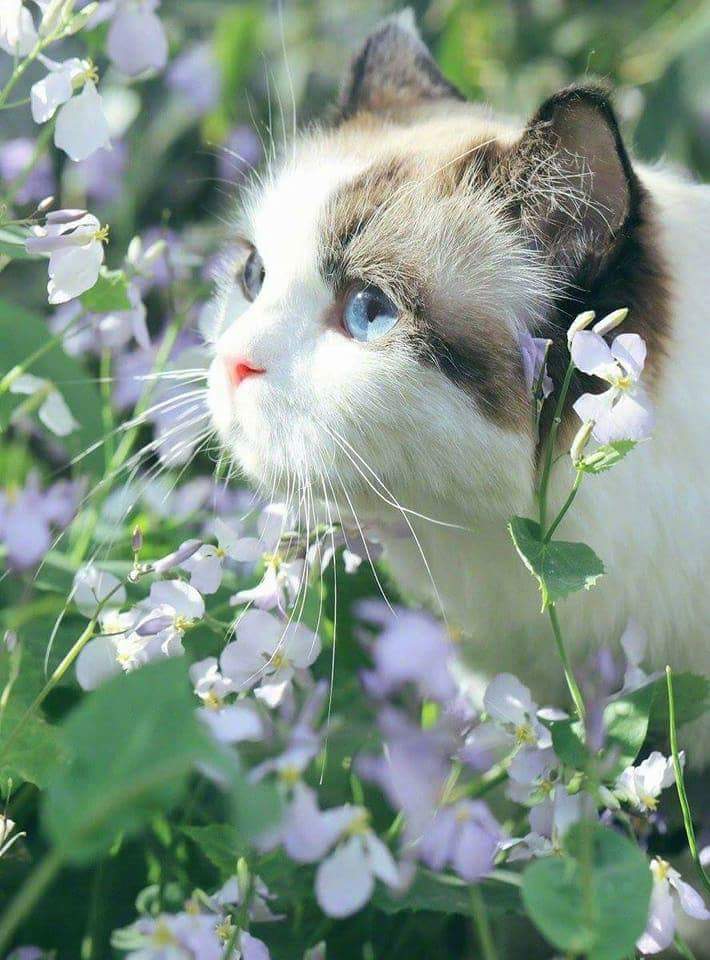 진짜 예쁜 고양이.JPG | 인스티즈