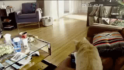 냥이의 적응력.gif | 인스티즈