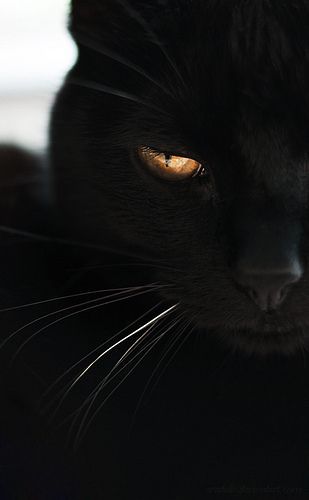 까만 고양이.jpg | 인스티즈