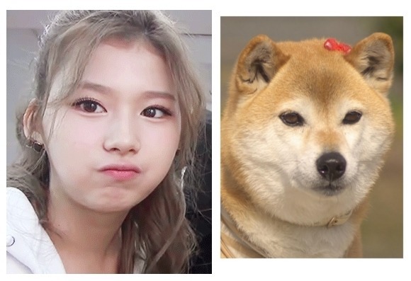트와이스 시바 | 인스티즈