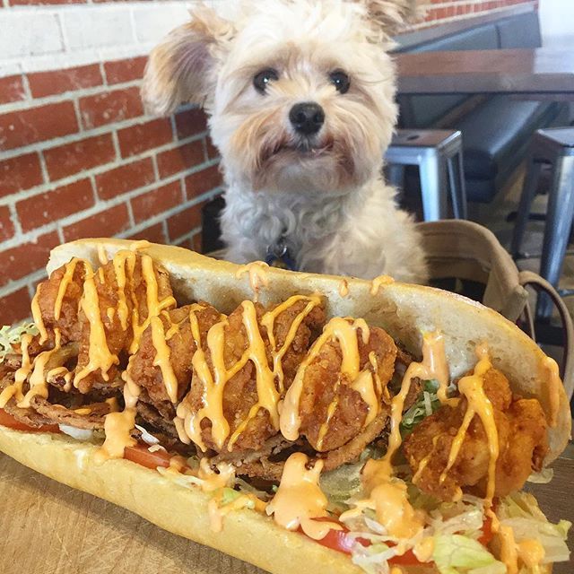 미식가 강아지 뽀빠이 | 인스티즈