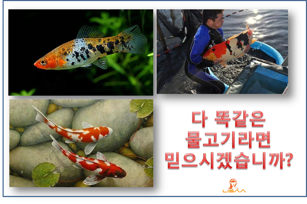 코이 이미지