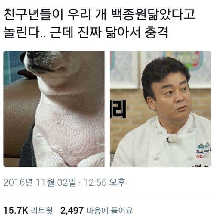 친구들이 우리 개 백종원 닮았다고 놀린다.. | 인스티즈