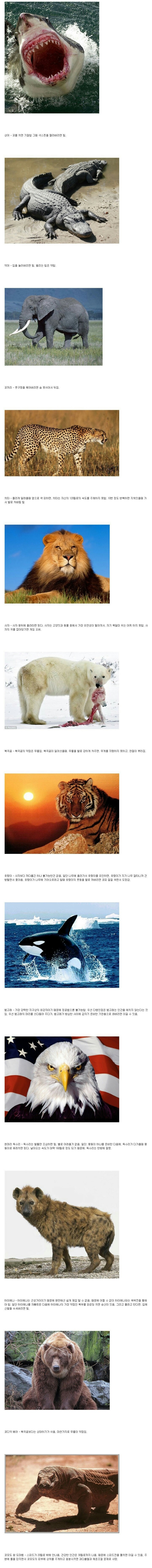 동물들과 1대1 대결에서 이기는 법 | 인스티즈