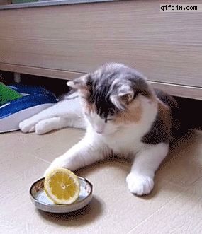고양이 vs 레몬 | 인스티즈