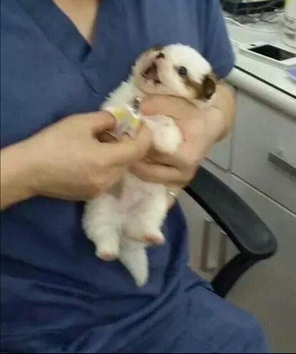 개와 고양이의 차이 | 인스티즈