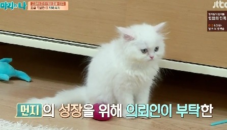 [마리와나] 뚱보냥 호동이 다이어트 시키기 (feat.먼지) | 인스티즈