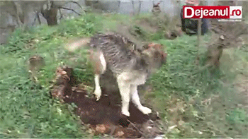 멍뭉이를 구해주었다.gif | 인스티즈