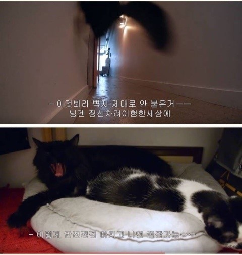 집냥이들아 팁 알려준다ㅇㅇ | 인스티즈
