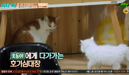 [마리와나] 뚱보냥 호동이 다이어트 시키기 (feat.먼지) | 인스티즈