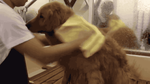 보는사람도 편안해지는 리트리버 목욕하기.gif | 인스티즈