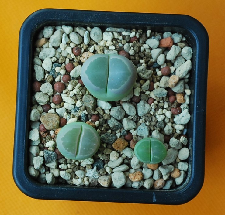올리바 이미지