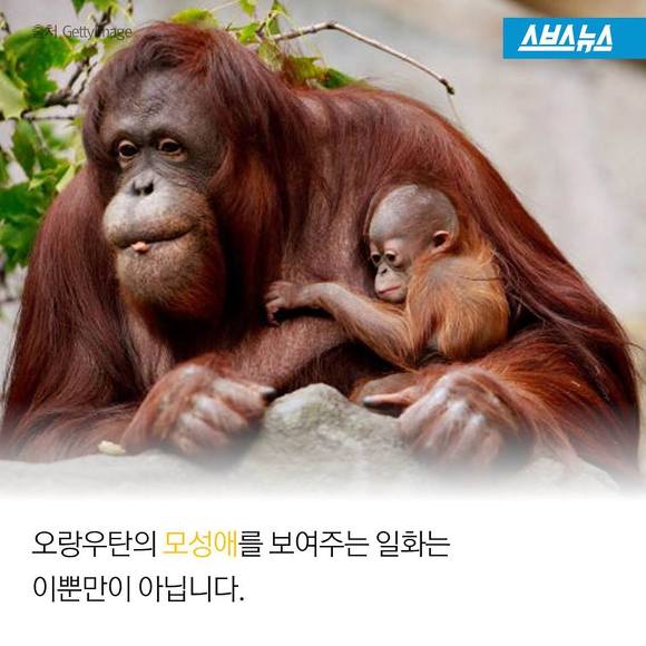 숲에 사는 사람들 | 인스티즈