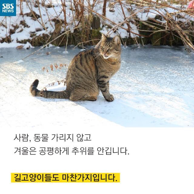 길고양이가 뚱뚱한 이유 | 인스티즈