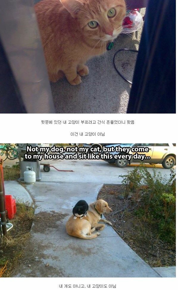 내 고양이 아님 | 인스티즈