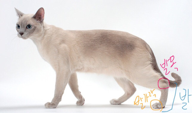 고양이는 뭘로 걸어 여시야????? | 인스티즈