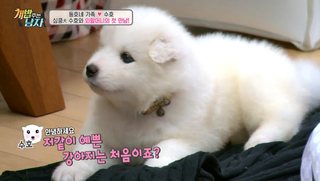 북극곰같은 강아지 | 인스티즈