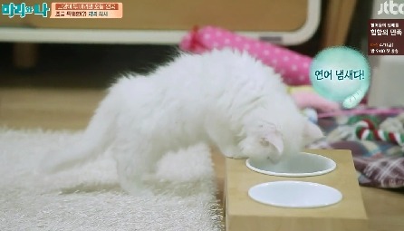 [마리와나] 뚱보냥 호동이 다이어트 시키기 (feat.먼지) | 인스티즈