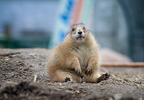 뽀뽀로 인사를 하는 동물 (feat. 파워짱덕) | 인스티즈