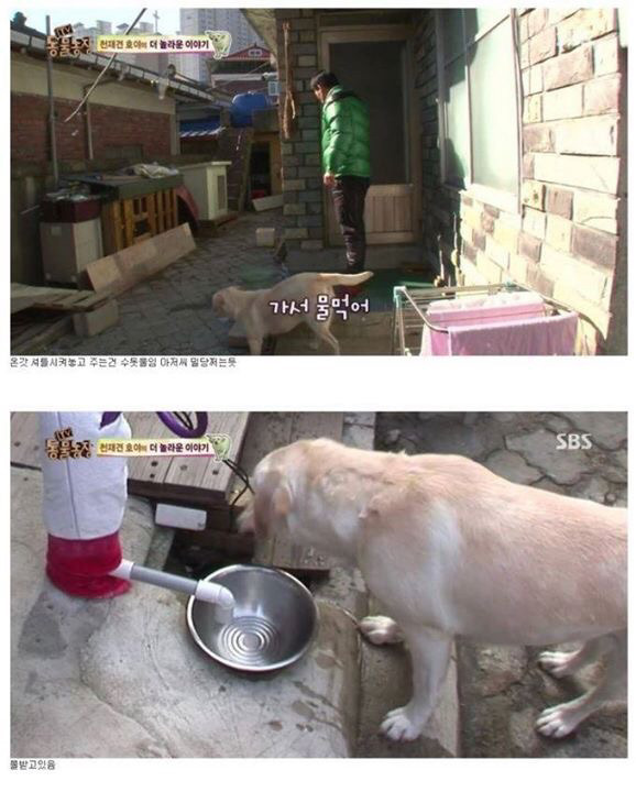 동물농장에 나온 역대급 천재 개ㄷㄷ | 인스티즈