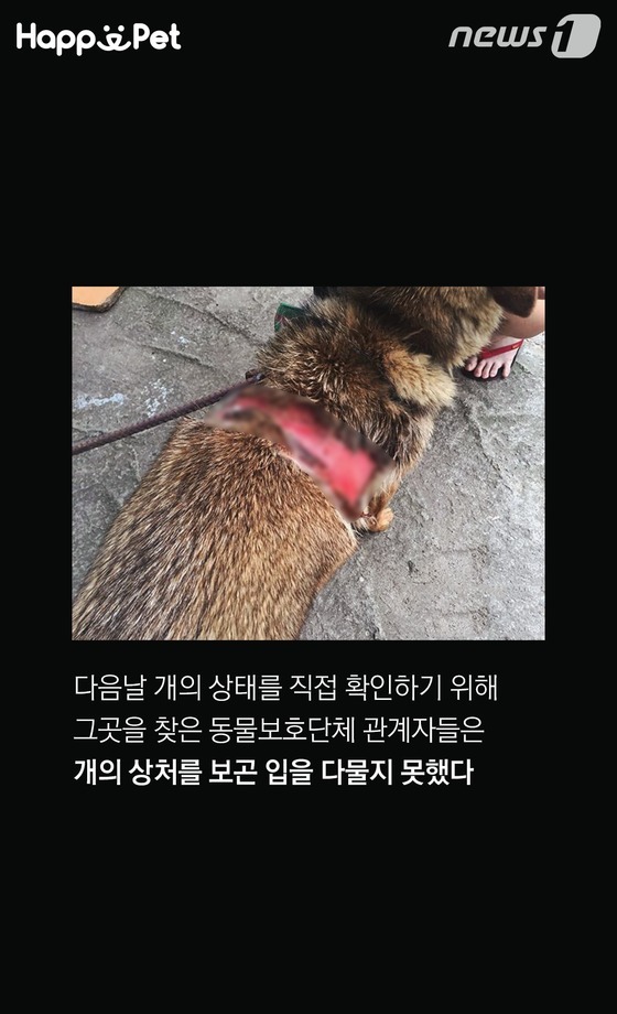 흑석동 강아지 염산테러사건의 전말 | 인스티즈