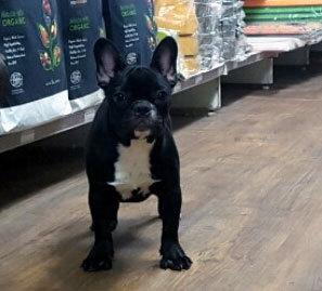 불독(bulldog) 이미지