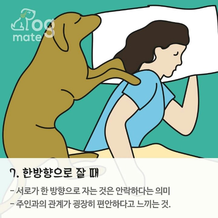 반려동물과 잠자는 위치로 본 반려동물과 나의 관계 | 인스티즈