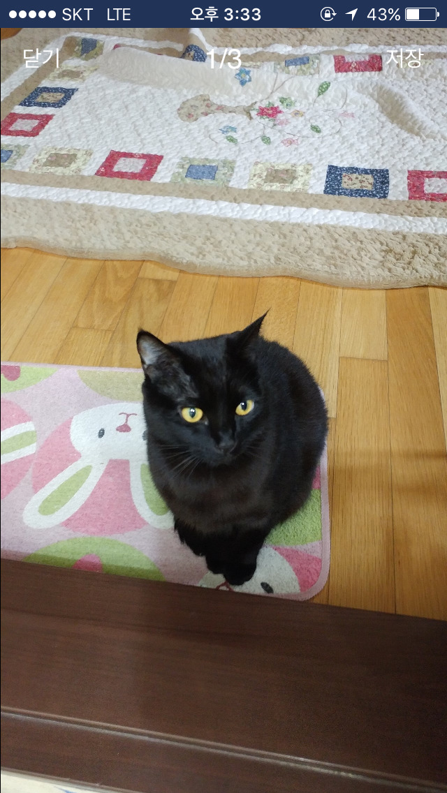 서울 금천구 잃어버린 고양이 찾아ㅠㅠ | 인스티즈