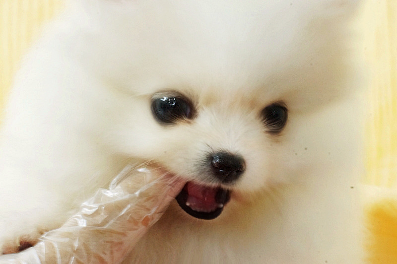 보송보송 이미지