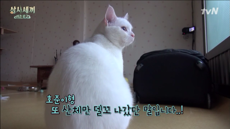 핑크코 핑크귀 핑크젤리인 흰둥이 터키쉬 앙고라 고양이.jpgif (feat. 벌이) | 인스티즈