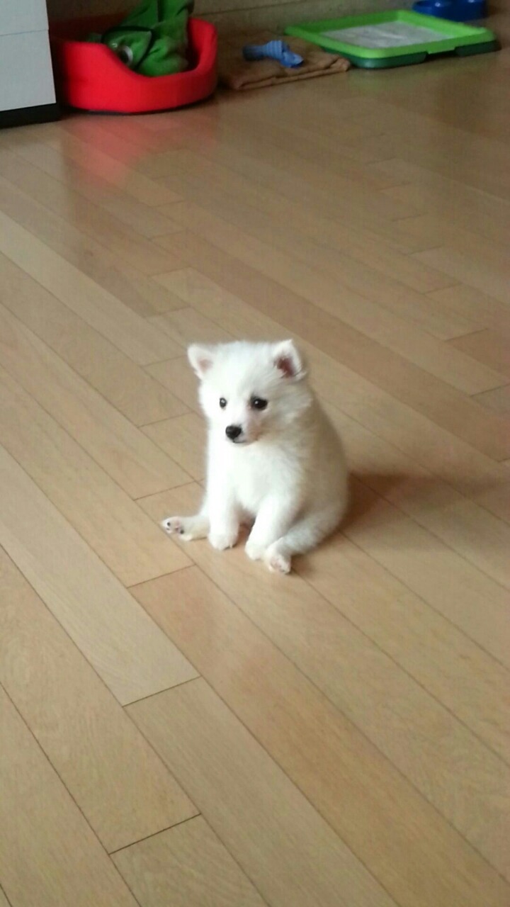 좌절한 강아지 | 인스티즈