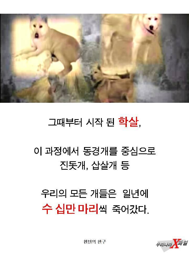 충격적인 개의 실체 ㄷㄷㄷㄷㄷ.JPG | 인스티즈