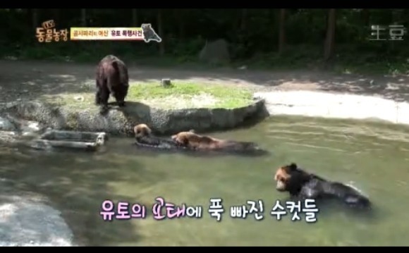 동물농장 - 공격당한 암컷 곰 | 인스티즈