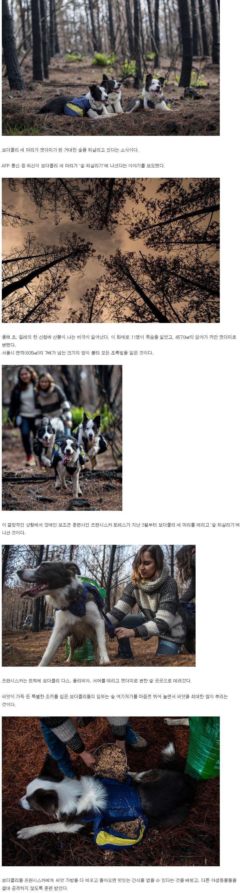 자연을 되살리는 보더콜리.jpg | 인스티즈