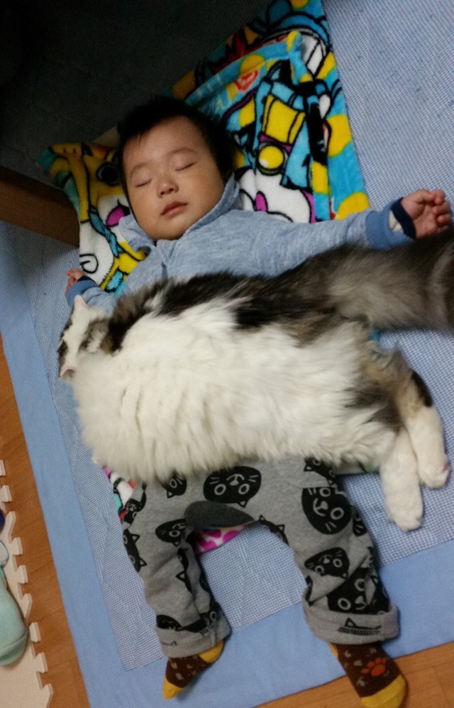 고양이 담요 | 인스티즈
