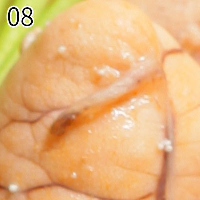 돼지보스 테스트 - 한식 2편 | 인스티즈
