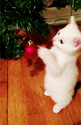 [움짤] 새끼고양이.GIF | 인스티즈
