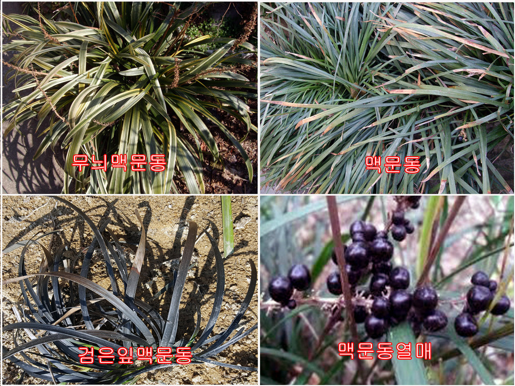푸름약초 이미지
