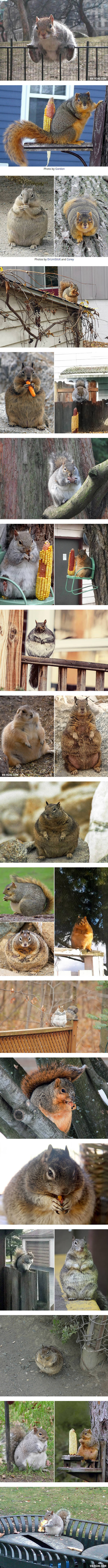 겨울직전 다람쥐들.JPG | 인스티즈