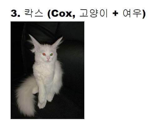 교배성공한 희귀동물들 | 인스티즈