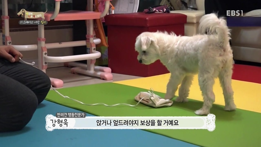 [세상에나쁜개는없다] 가족들에게 짖고 무는 강아지 릴리햏 | 인스티즈