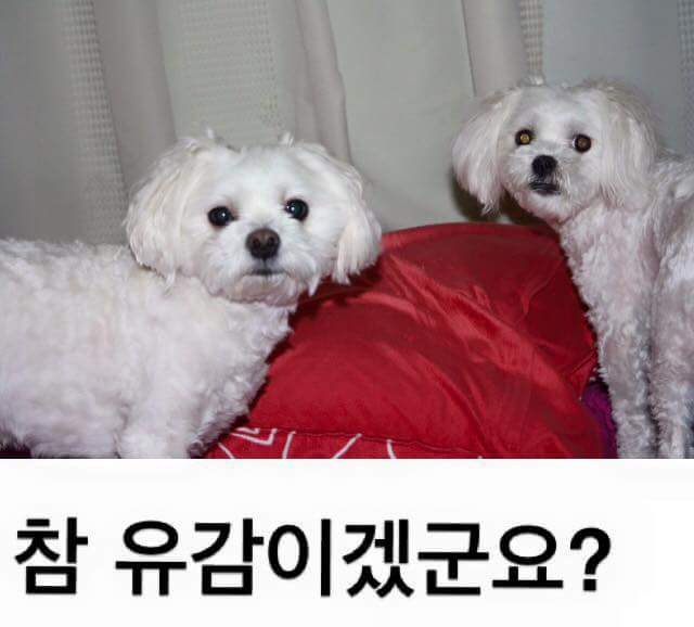 견주들의 깊은 빡침 | 인스티즈