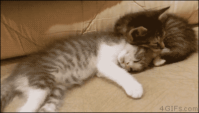 목도리한 고양이.gif | 인스티즈