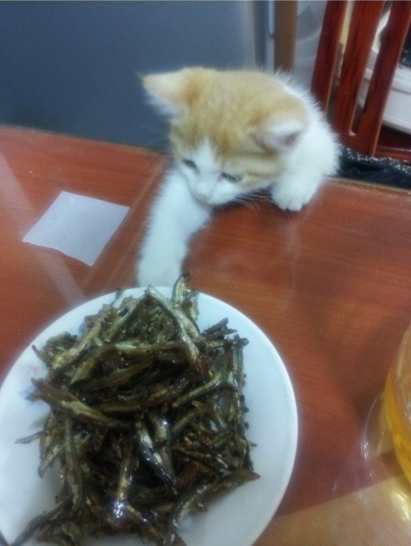 멸치반찬 못 먹게 해서 삐진 아기 고양이 | 인스티즈