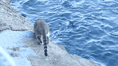 물고기 낚는 고양이.gif | 인스티즈
