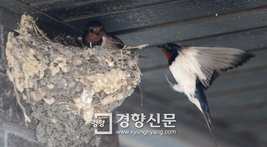 둥지 이미지