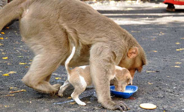 강아지를 새끼처럼 키우는 원숭이 | 인스티즈