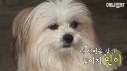 목숨을 구해준 강아지 | 인스티즈