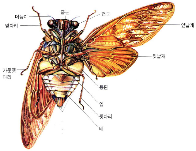 매미 이미지